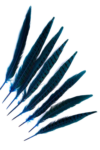 Faisan de Colchide - 20-30 cm - turquoise